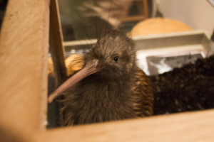 vacation-4-kiwi-031